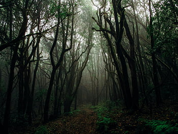 forest with fog, foggy forest, mysterious forest, dark forest, forest pathway, towering trees, foggy pathway, forest atmosphere, natural scenery, forest exploration, misty forest