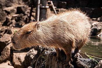 capybara, emlős, állat, rágcsáló, vadvilág, fauna, természet, állatkert