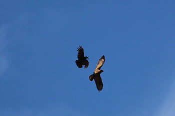 káně, obyčejný buzzard, vrána, lovec, dravec, Záchvat, Na lov, vyjet, let, divoký pták, dravé ptáky