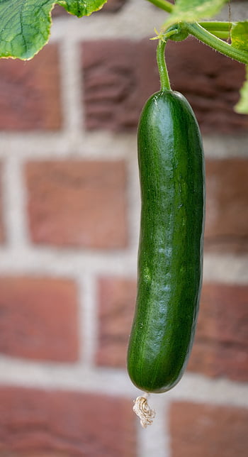 ogórek, warzywo, Zielony, produkować, żniwa, organiczny, świeży, zdrowy, roślina, jedzenie, odżywianie