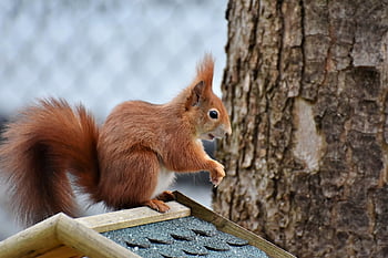 veverka, hlodavec, volně žijících živočichů, savec, lesní zvíře, fauna, zvíře, Příroda