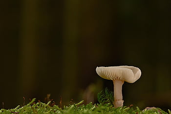 mushroom, plant, toadstool, disc Fungus, mycology, moss, forest, wild, nature