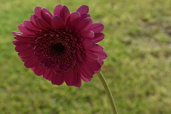 daisy, blomst, plante, transvaal daisy, gerbera, kronblade, flor, blomst tapet, blomstre, blomst baggrund, smukke blomster