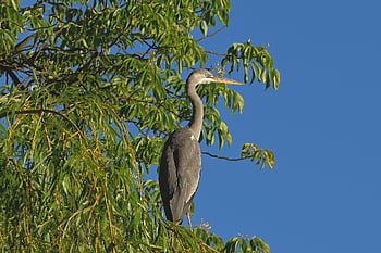 grey Heron, bird, animal, heron, water Bird, fish Eater, tree, sunrise, park, nature