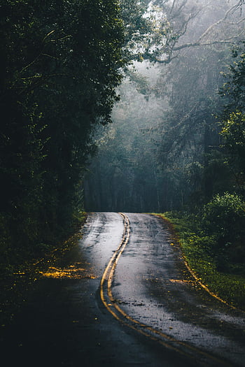 wet country road, forest road, misty forest, foggy road, wet asphalt, scenic journey, country road, forest scene, nature photography, road trip, atmospheric landscape