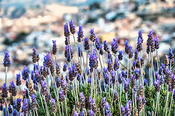 lavenders, beautiful Flowers, flower Wallpaper, flowers, nature, purple, flower Background, plants, fragrant, purple Flowers, lavender Field