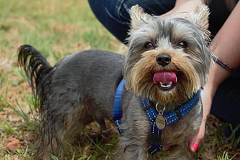 yorkie, dog, pet, yorkshire Terrier, lick, tongue Out, dog Harness, cute, puppy, animal, nature