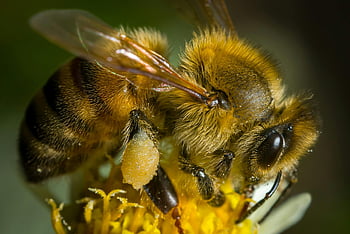 yellow and black bee, yellow flower, honey bee, collecting pollen, detailed close-up, bee on flower, bee photography, insect macro, nature photography, pollination, bee close-up