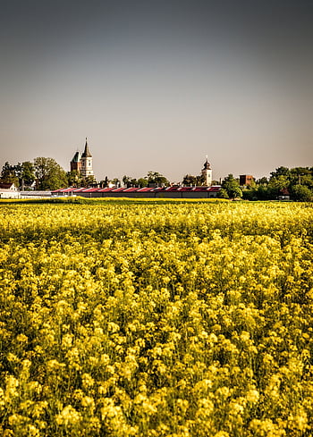 Feld, Landwirtschaft, Dorf, Raps, Stadt, Dorf, Müsli, Himmel, Landschaft, halten, Grün, Natur