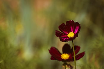 космос, cosmea, цвете, листенца, пъпки, падане, есен, bipinnatus, цъфтящ, цвят, ботаника