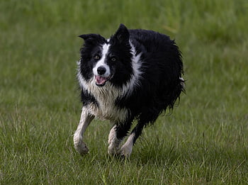 border Collie, dog, running, field, pet, animal, black And White Dog, domestic Dog, canine, mammal, outdoors