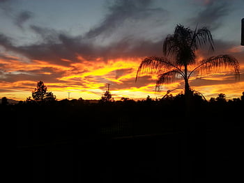 palm trees, silhouette, golden hour, sunset, vibrant sky, orange hues, purple hues, sunset photography, nature photography, landscape photography, evening sky