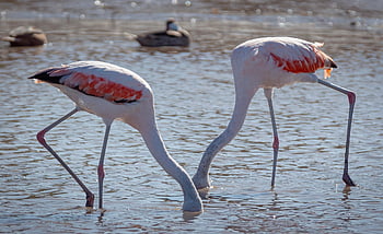 flamingók, madarak, állatok, gázlómadár, vízi madár, vadvilág, tollazat, természet, Flamingos evés, csúcs, madártan