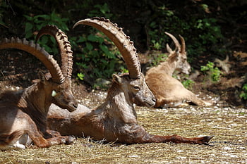 capricorn, capra Ibex, alpine Ibex, male, alpine, ibex, horns, mammal, capra, wild, nature