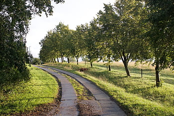 avenue, křivka, stromy, krajina, Příroda, strom lemované avenue, lesní cesta, unmade, křivka silnice, země silnici, listnatý strom