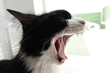 Katze, schläfrig, aufwachen, müde, Zähne, Mund, katzenartig, Schnurrhaare, Kätzchen, Gähnen, Zunge
