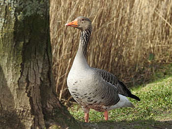 Graugans, wilde Gans, Gans, Wasservogel, Geflügel, Natur, Wildvogel, Zugvogel, Gefieder, Gänsevogel