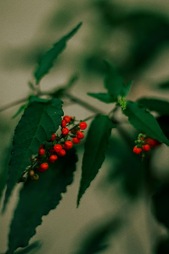 červené bobule, Vibrující červené bobule, zelené listy, přirozené denní světlo, bobule rostlina, červené ovoce, fotografování rostlin, fotografování přírody, venkovní fotografie, bobule keře, shluky červených bobulí