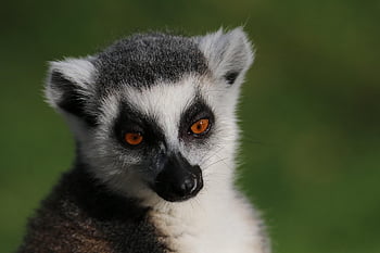 animal, mammals, primates, lemur, madagascar, nature, backup, biodiversity, maki Kata