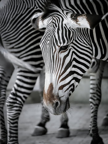 hewan, zebra, mamalia, jenis, alam, fauna, kuda, margasatwa