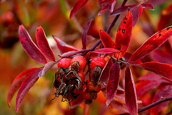 rose Hip, autumn, leaves, nature, fall, season, shrub, fruit, garden, botanical, flora