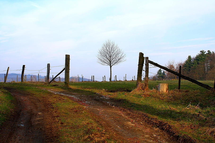Příroda, cesta, Země, strom, světlo, stín, plot, louka, krajina, nebe, tráva