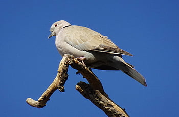 Vogel, Taube, Eurasische Türkentaube, Streptopelia decaocto, Kragentaube, Ring Taube, Natur, Fauna, Tierwelt, Jaipur, Indien