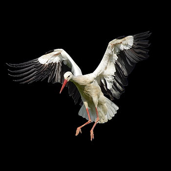 こうのとり、 鳥、 動物たち、 で、 コウノトリ、 自然、 動物
