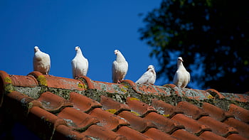 white pigeons, roof, doves, rustic rooftop, clear blue sky, five pigeons, white doves, perched pigeons, rooftop pigeons, blue sky background, pigeons on roof
