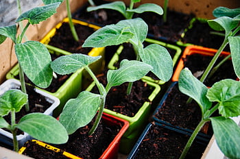 vegetable Garden, zucchini, garden, vegetables, harvest, organic, nature
