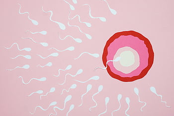 oplodnění, spermie, vejce, růžové pozadí, ilustrace, reprodukční proces, Reprodukce člověka, početí, biologický proces, Lékařské Ilustrace, plodnost