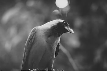 grayscale photography, house crow, black and white, hooded crow, Corvus cornix, natural setting, bird photography, wildlife image, avian portrait, outdoor scene, monochrome photo