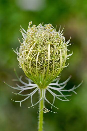 carotte sauvage, la dentelle de la reine anne, épanouissement, Daucus Carota, fleur sauvage, le nid d'oiseau, dentelle de l'évêque, plante, tête de graine, panier, l'infructescence