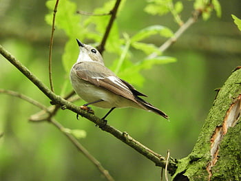 uccello marrone, ramo, foresta verde lussureggiante, uccello canoro, l'eleganza della natura, uccello appollaiato, fotografia naturalistica, habitat naturale, bellezza aviaria, scena della foresta, ramo di un albero