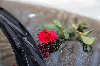 auto, květ, růže květina, květinové pozadí, krásné květiny, květinové tapety, růže, tapety na plochu, Příroda, elegance, Valentýn