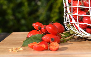 rose Hip, fruits, harvest, rose Haw, rose Hep, dog Rose, wild Rose, rosa Canina, wild Plant, medicinal Fruits