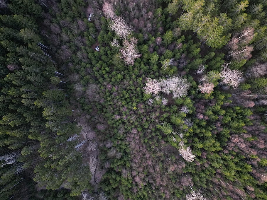 les, stromy, divočina, Příroda, krajina, fotografování sond, jedle, letecký pohled, spydeberg, Norsko, zeleň