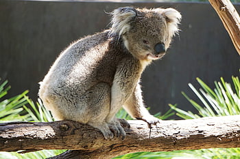 koala, Austrálie, volně žijících živočichů, kožešinový, býložravci, ospalý
