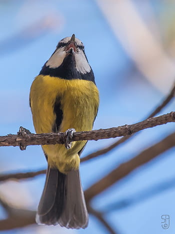 Gran Canaria Blue Tit, Cyanistes Teneriffae Hedwigii, pták, Kanárské ostrovy, Španělsko, prosinec 2015, kánon 70d, EF 100-400 F4,5-5,6 l USM je, artenara, gran canaria, zpěvní ptáci