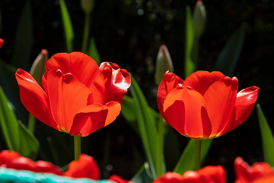 tulips, flowers, plants, flower Wallpaper, petals, flower Background, beautiful Flowers, orange Petals, bloom, blossom, flora
