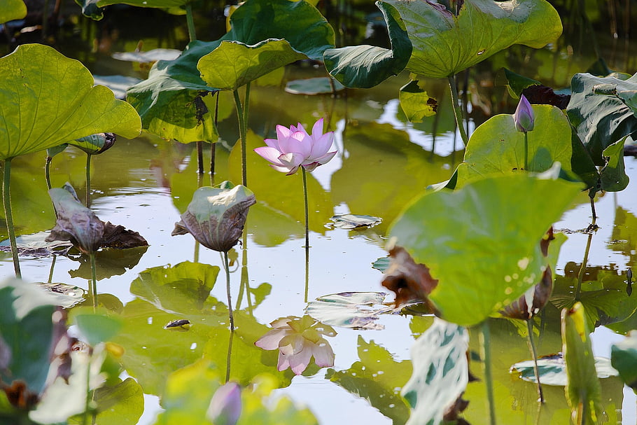 lotus, beautiful Flowers, flower Background, aquatic Plants, water Lilies, flower Wallpaper, summer, flower, pond, nature, reflection