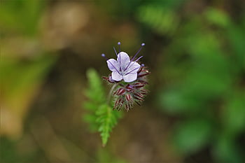 tansy phacelia, Včelí pastviny, květinové tapety, Příroda, phacelia, květinové pozadí, včela příteli, všívané krásné, všívaná květina, krásné květiny, fialový