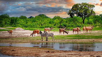 antelopes, zebras, potions, lake, pond, water, drink, graceful, mirror Image, africa, zimbabwe