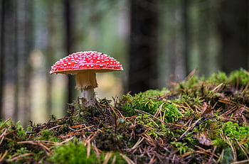 muchomor, Czerwony i biały grzyb, Zdjęcie zbliżeniowe, Mossy Forest Floor, żywe kolory, fotografia przyrodnicza, scena leśna, amanita muscaria, grzyby leśne, naturalne piękno, fotografia plenerowa
