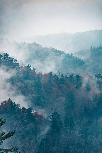 fall forest, misty trees, foggy atmosphere, serene landscape, green trees, red trees, autumn scenery, moody forest, mist enveloping, foggy trees, forest mist