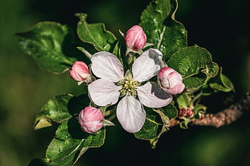 bocciolo di mela, ramo, albero di mele, fiorire, fioritura, rosa, bianca, fiori di melo, albero da frutta, avvicinamento, germoglio