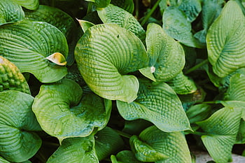 foglie lussureggianti, piante di hosta, Hosta verde, motivi strutturati, progetti naturali, Vista dettagliata, foglie verdi, Foglie di hosta, verde lussureggiante, texture vegetali, fotografia naturalistica