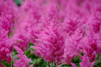 flowers, astilbe, astilbe Japonica, bright, bush, fluffy Flowers, blossoms, pink, flower Background, background, fluffy Flower