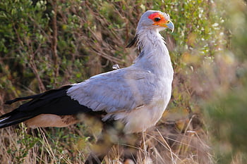 sekretářka pták, raptor, dravec, pták, posazený, stromy, posazený pták, zobák, peří, ave, ptačí