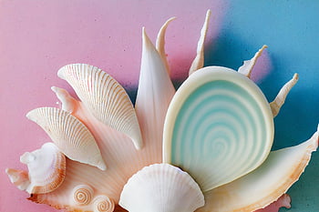 mušle, dekorace, nautilus, měkkýšů, pastel, shell, námořní, růžový